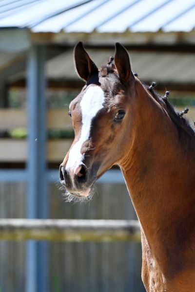 calineka-de-will-z-12 calineka-de-will-z-12