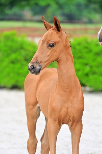 epic-van-tmolenveld-z epic-van-tmolenveld-z