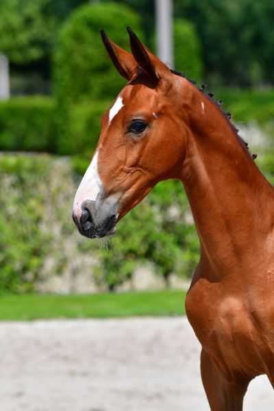 agalou-de-poteau-z-15 agalou-de-poteau-z-15