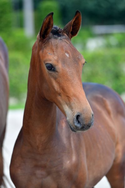 crypto-philyra-vv-z-50 crypto-philyra-vv-z-50