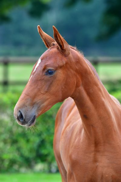 earthquake-edc-z earthquake-edc-z