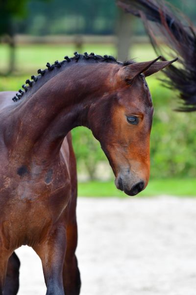 domani-van-rechteren-z-79 domani-van-rechteren-z-79