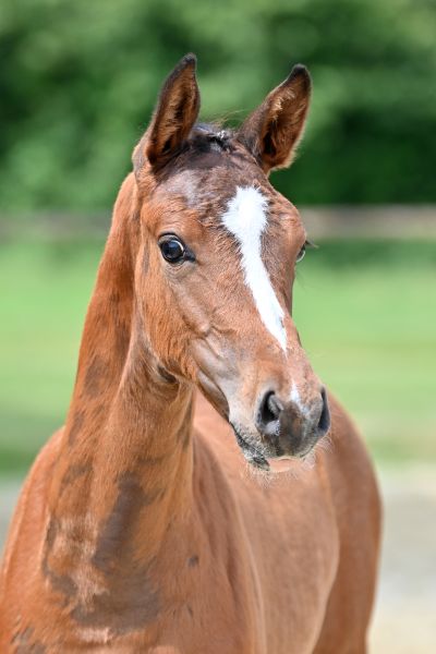 classic-girl-z-46 classic-girl-z-46