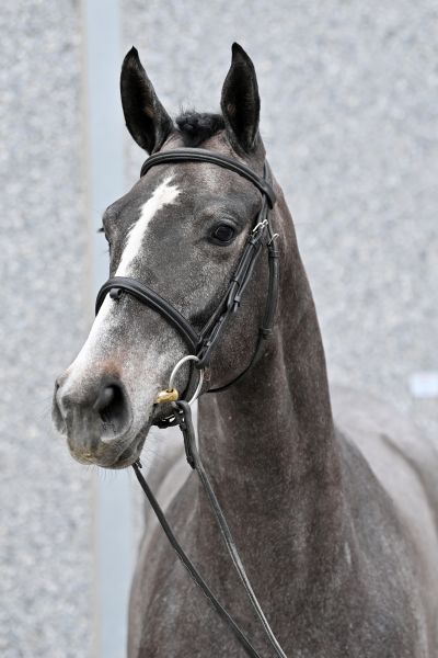 levine-vd-berghoeve-z levine-vd-berghoeve-z