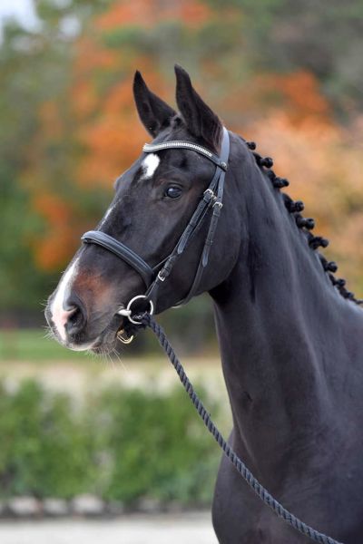 soloterma-z soloterma-z