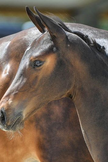 veulenskop2020website69 veulenskop2020website69