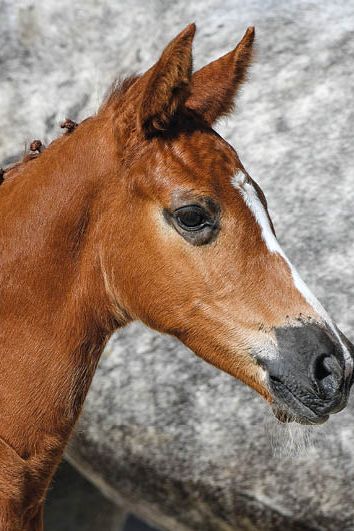 veulenskop2020website8 veulenskop2020website8