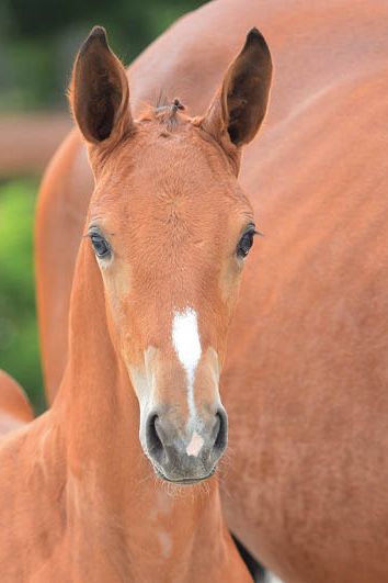 veulenskop2020website13 veulenskop2020website13