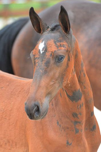 veulenskop2020website17 veulenskop2020website17