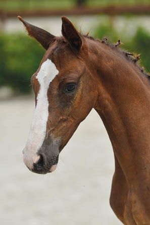 veulenskop2020website22-ok veulenskop2020website22-ok