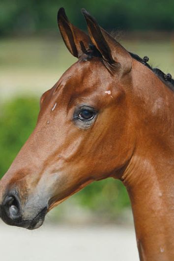 veulenskop2020website29 veulenskop2020website29