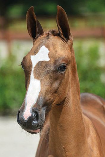 veulenskop2020website34 veulenskop2020website34