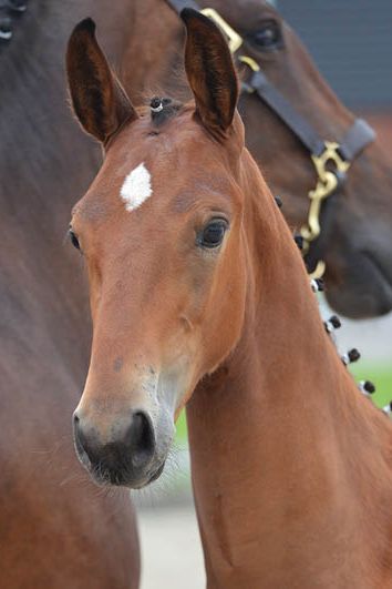 veulenskop2020website40 veulenskop2020website40