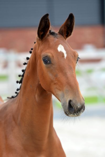 tokyo-4-large tokyo-4-large