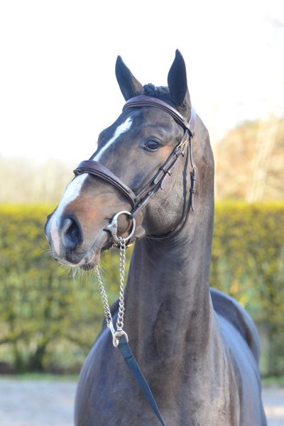 arrogate-tdyr-z-29 arrogate-tdyr-z-29