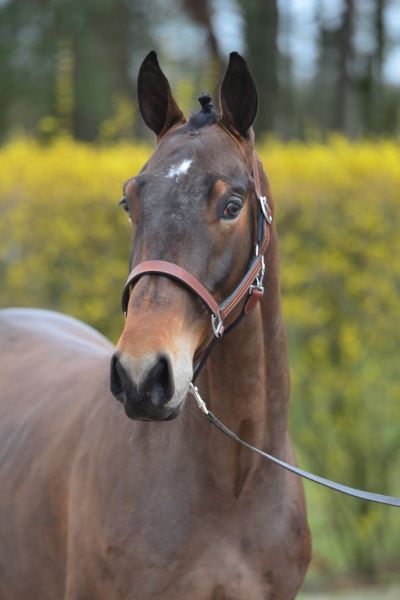 chitty-chitty-bang-bang-vm-z-70 chitty-chitty-bang-bang-vm-z-70