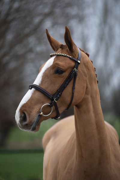 ga69043-madame ga69043-madame