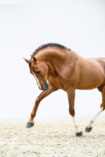 Kassander Van 't Roosakker Z  Kassander Van 't Roosakker Z