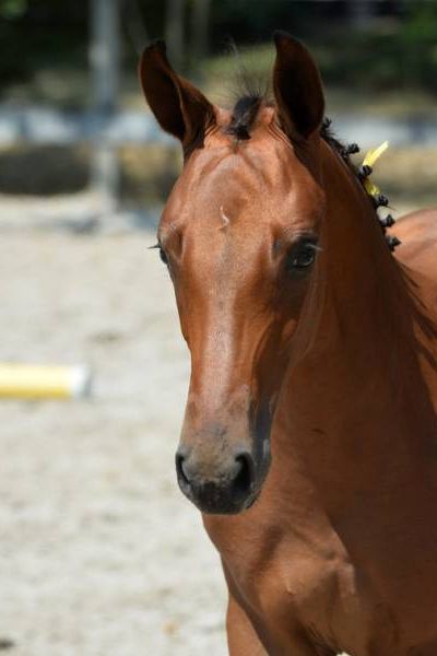 cornellia-4 cornellia-4