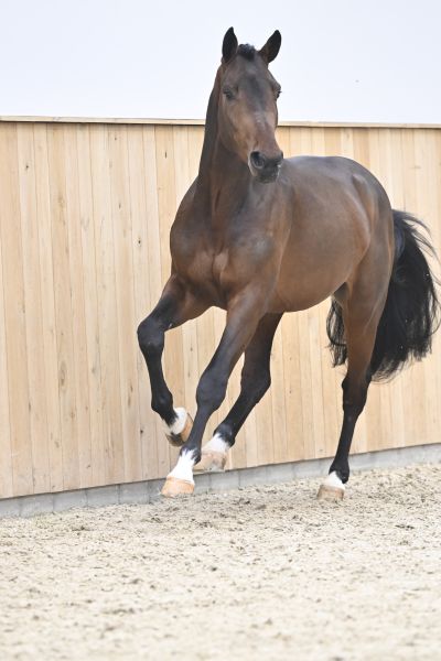 DOURKHAN HERO Z x CAPTAIN FIRE Django Z