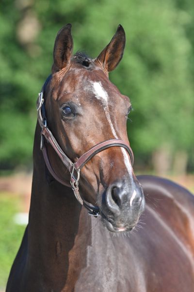 chance-z-14 chance-z-14