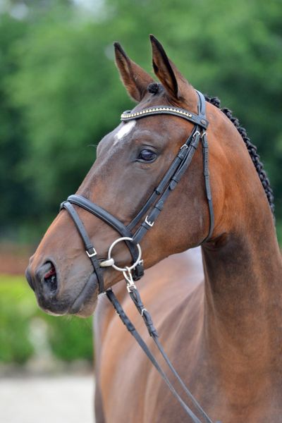 20200710-ga75318-quick-minka 20200710-ga75318-quick-minka