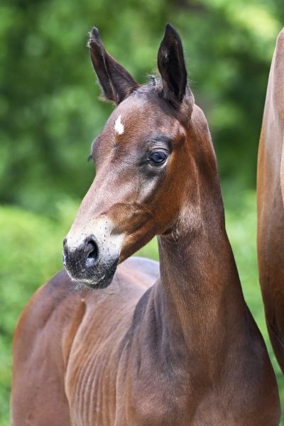 Z-festival-5421 baldur Z-festival-5421 baldur