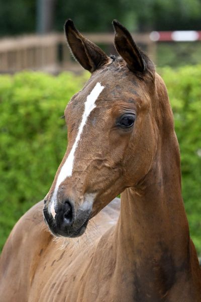 Queritto Z 2 Queritto Z 2