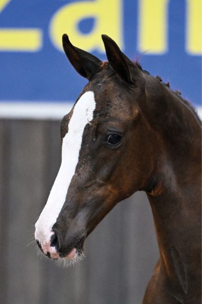 60 Handcrafted HSA Z 60 Handcrafted HSA Z