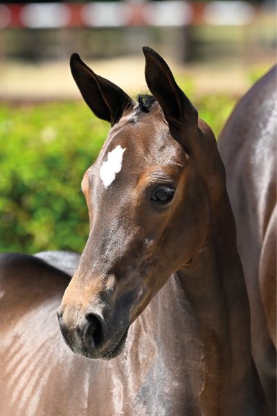48 Coquette van Koningshof Z 48 Coquette van Koningshof Z