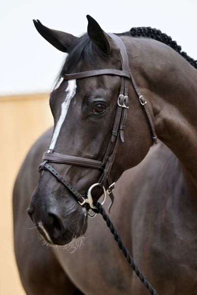 Dex Special MB Z Dex Special MB Z