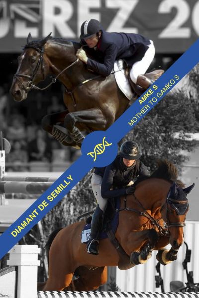 Embryo Diamant de Semilly x Amke S Embryo Diamant de Semilly x Amke S