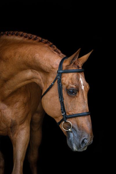Epleaser van't Heike Z Epleaser van't Heike Z