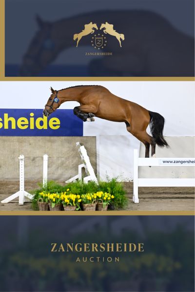 GRINGO DES SÉQUOÏAS Z . GRINGO DES SÉQUOÏAS Z .