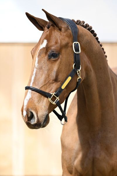 alouette portrait alouette portrait