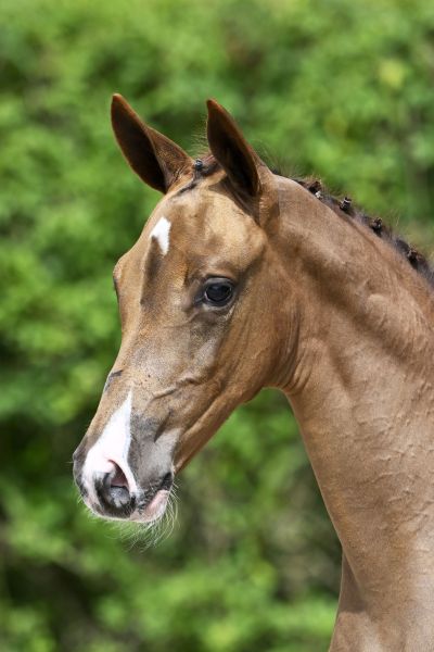 Echo van 't Spieveld x Balou du Rouet Equalizer Z