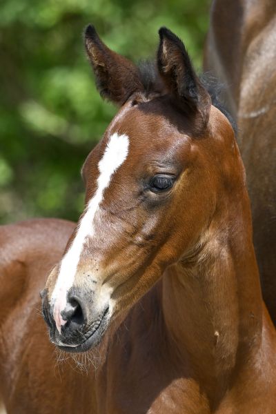 Top One de la Croix Renard Z Top One de la Croix Renard Z