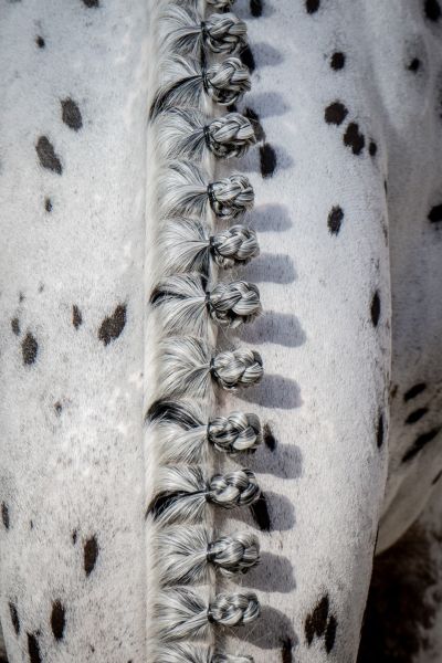 J-Nius V.V. Z J-Nius V.V. Z