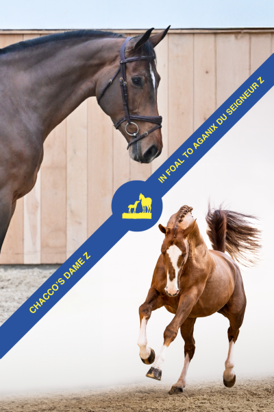 Chacco's Dame Z - in foal to Aganix du Seigneur Z Chacco's Dame Z - in foal to Aganix du Seigneur Z