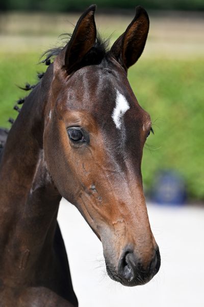 Cedre van Mander Z Cedre van Mander Z