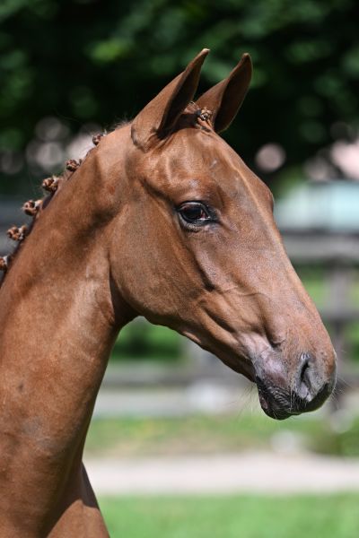 Chocobon Pommex Z Chocobon Pommex Z