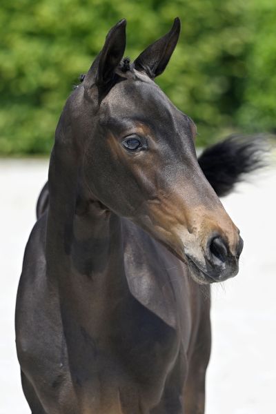 20230610-_PF34293 harkito 20230610-_PF34293 harkito