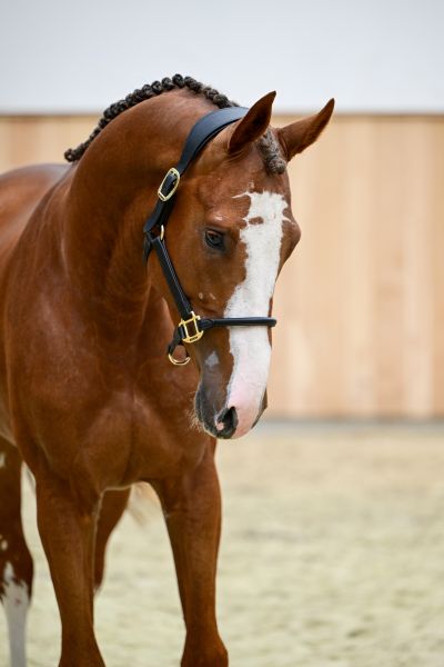 Aspen Z