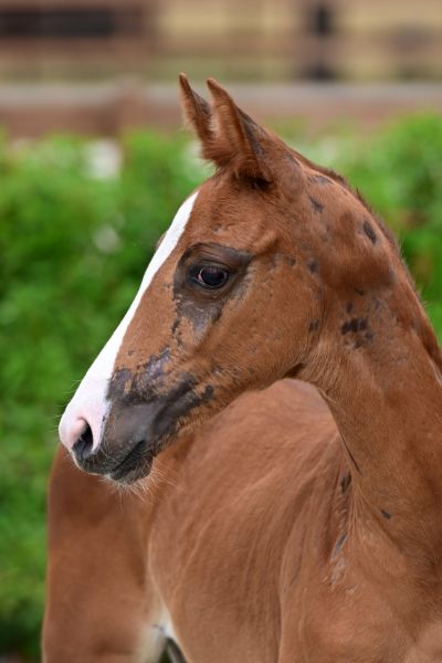 c-jewels-touch-of-catoki-z c-jewels-touch-of-catoki-z