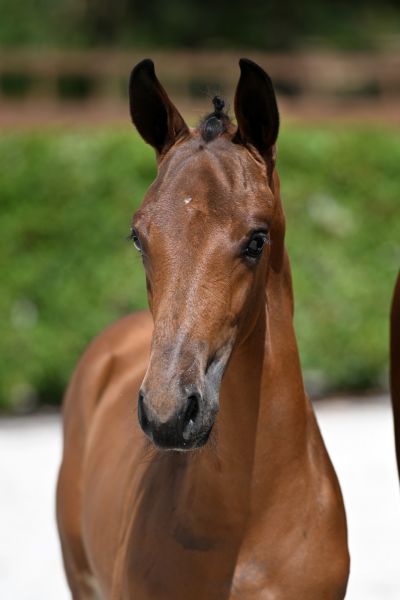 commezzadura-vdh-z commezzadura-vdh-z