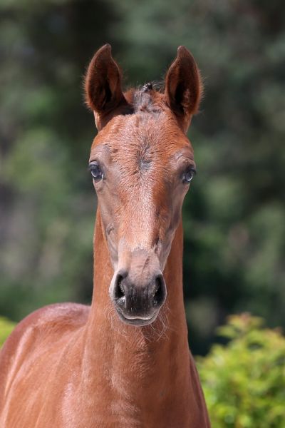 celia-blue-de-will-z celia-blue-de-will-z