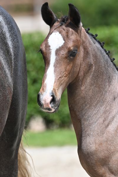 full-moon-de-jolie-z full-moon-de-jolie-z