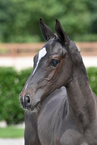 domino-effect-t40-z domino-effect-t40-z