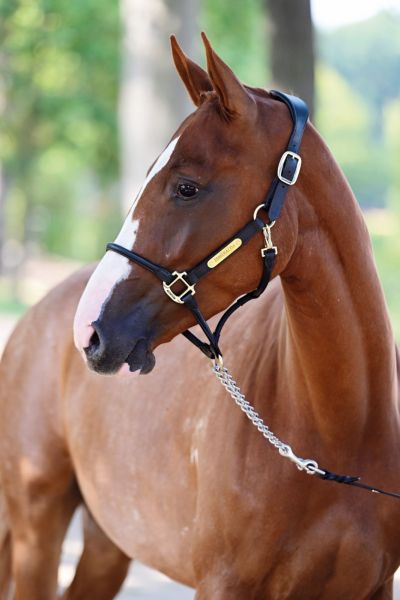 esmeralda-du-dieu-darras-z esmeralda-du-dieu-darras-z