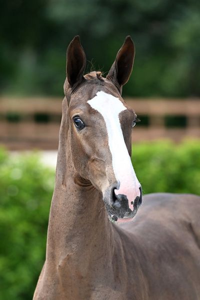 aquilo-2000-z-hoofd aquilo-2000-z-hoofd